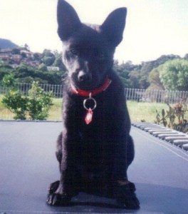 1992 April Boris on trampoline
