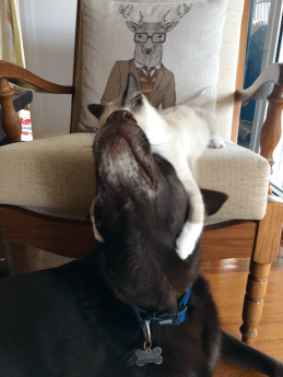 Not in the mood for a head massage? Too bad.